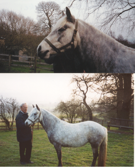 CONNEMARA FILLY